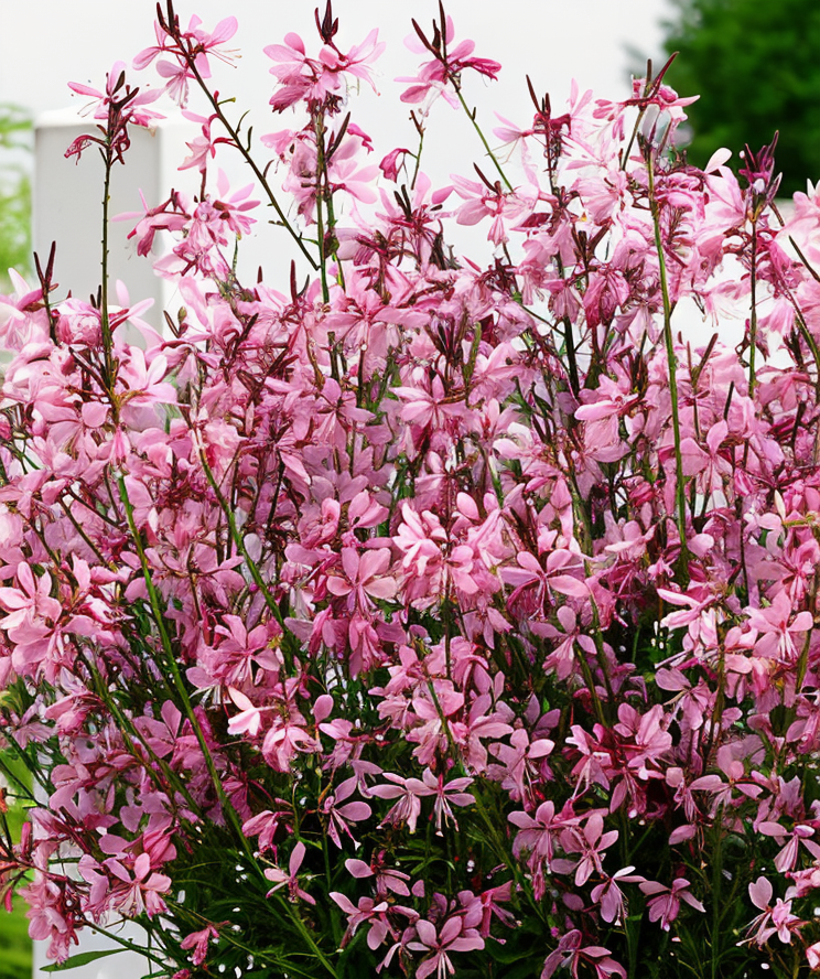 Gaura lindheimeri 'Baby Butterfly Dark Pink' fiorita in vaso da esterno