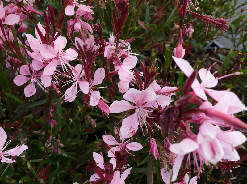 Gaura lindheimeri Blaze in piena fioritura, fiori rosa vivo in un giardino soleggiato