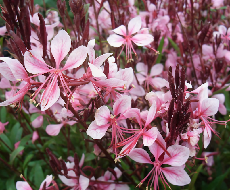 Gaura Lindheimeri Cherry Brandy fiori rosa e rossi in giardino soleggiato