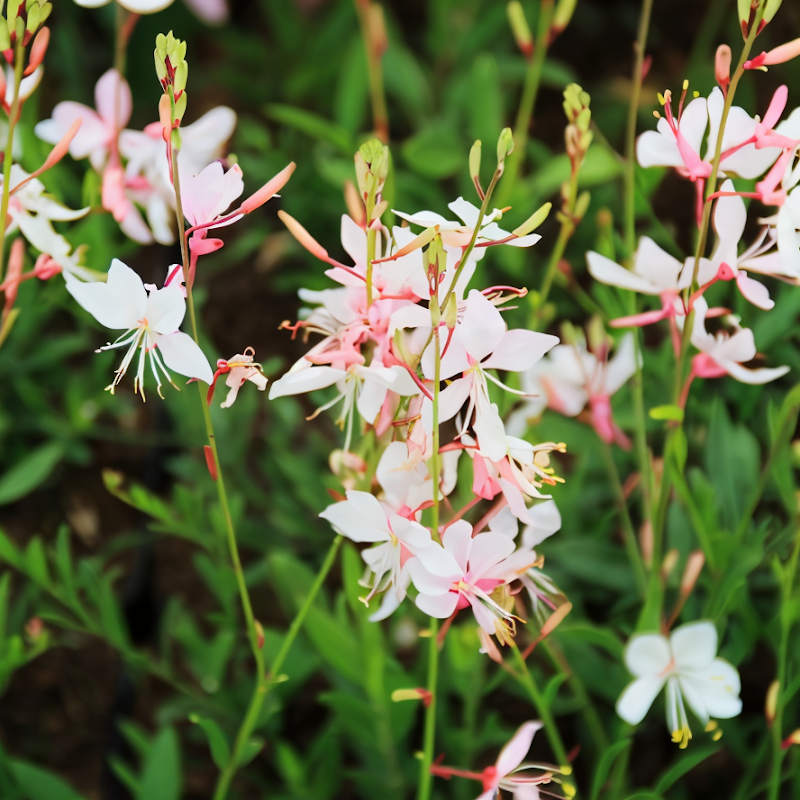 Gaura lindheimeri 'Short Form' in fiore nel giardino