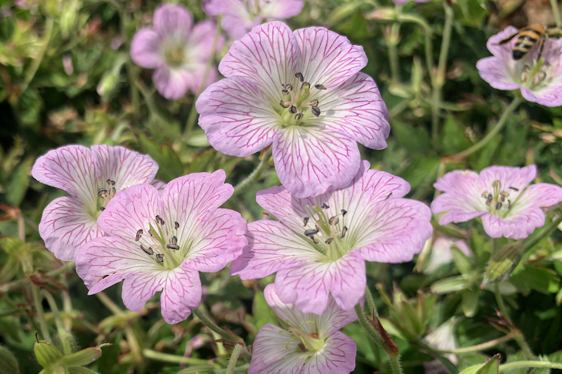 Geranium 'Confetti' in piena fioritura in un giardino roccioso sotto il sole
