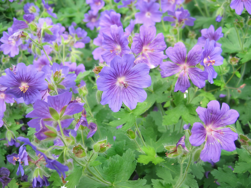 Geranium Johnson's Blue in piena fioritura, fiori blu violetto in giardino