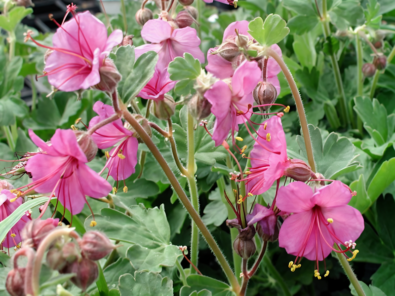 Geranium macrorrhizum 'Bevan's Variety' in piena fioritura con foglie profumate