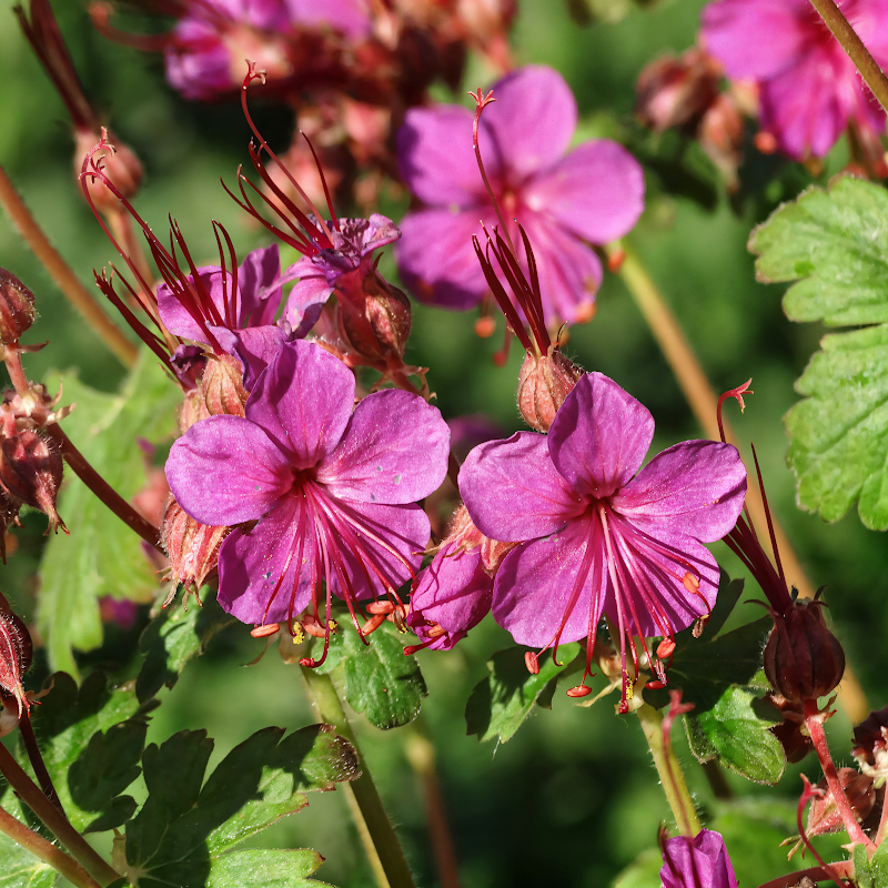 Geranium macrorrhizum 'Czakor' in piena fioritura con fogliame denso.
