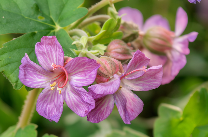 Geranium macrorrhizum in piena fioritura, tappezzante e profumato, ideale per giardini