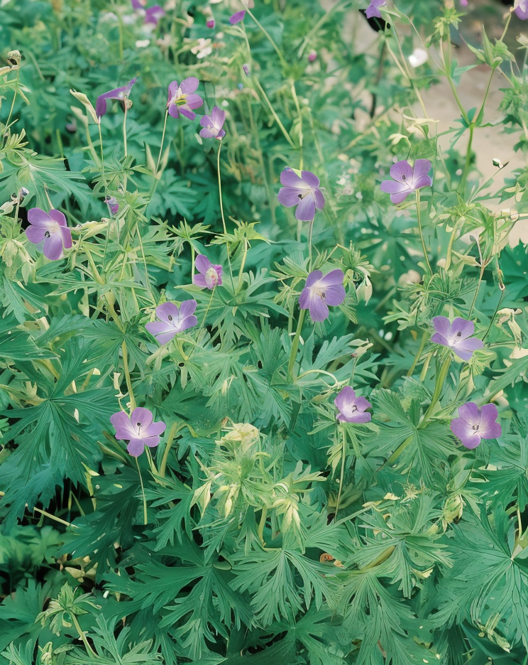 Geranium pratense fiorito in un giardino naturalistico, design sostenibile