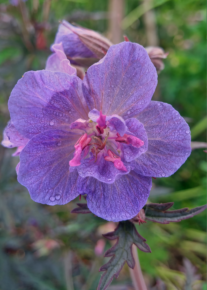 Geranium Pratense Storm Cloud, fioritura viola intenso in giardino