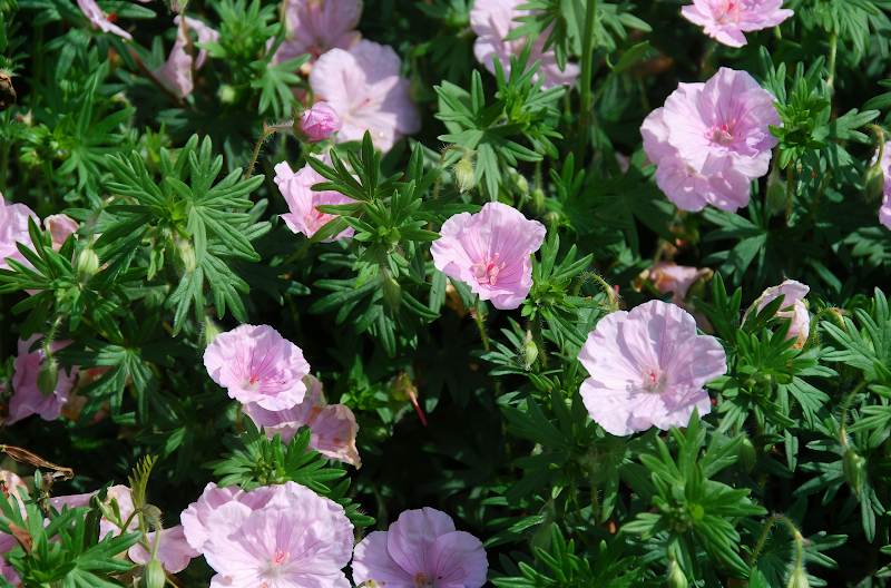 Geranium sanguineum 'Striatum' fiori rosa striati in giardino roccioso