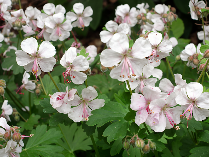 Geranium x cantabrigiense Biokovo fiorito in giardino roccioso con fiori bianco-rosati