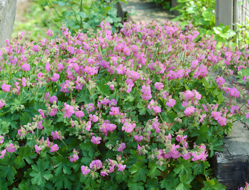 Geranium x cantabrigiense 'Cambridge' con fiori rosa chiaro, tappeto fiorito per il giardino.