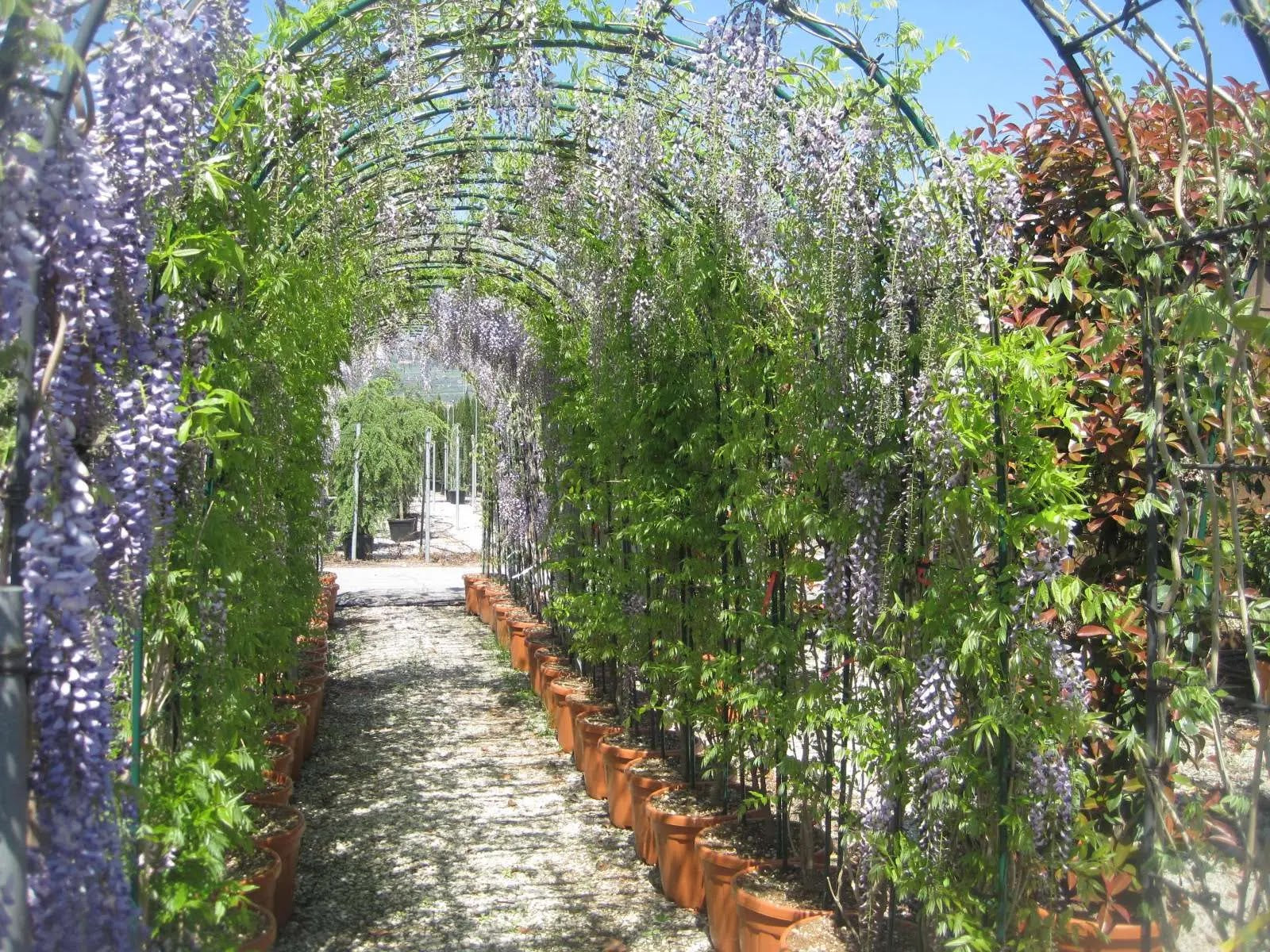 Pergolato ricoperto dal Glicine Wisteria Black Dragon con fiori viola pendenti lungo il vialetto