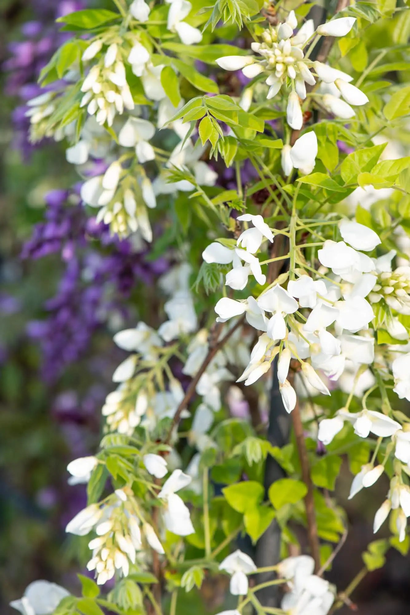 Grappoli di fiori bianchi del Glicine Wisteria brachybotrys Shiro Capitan Fuji