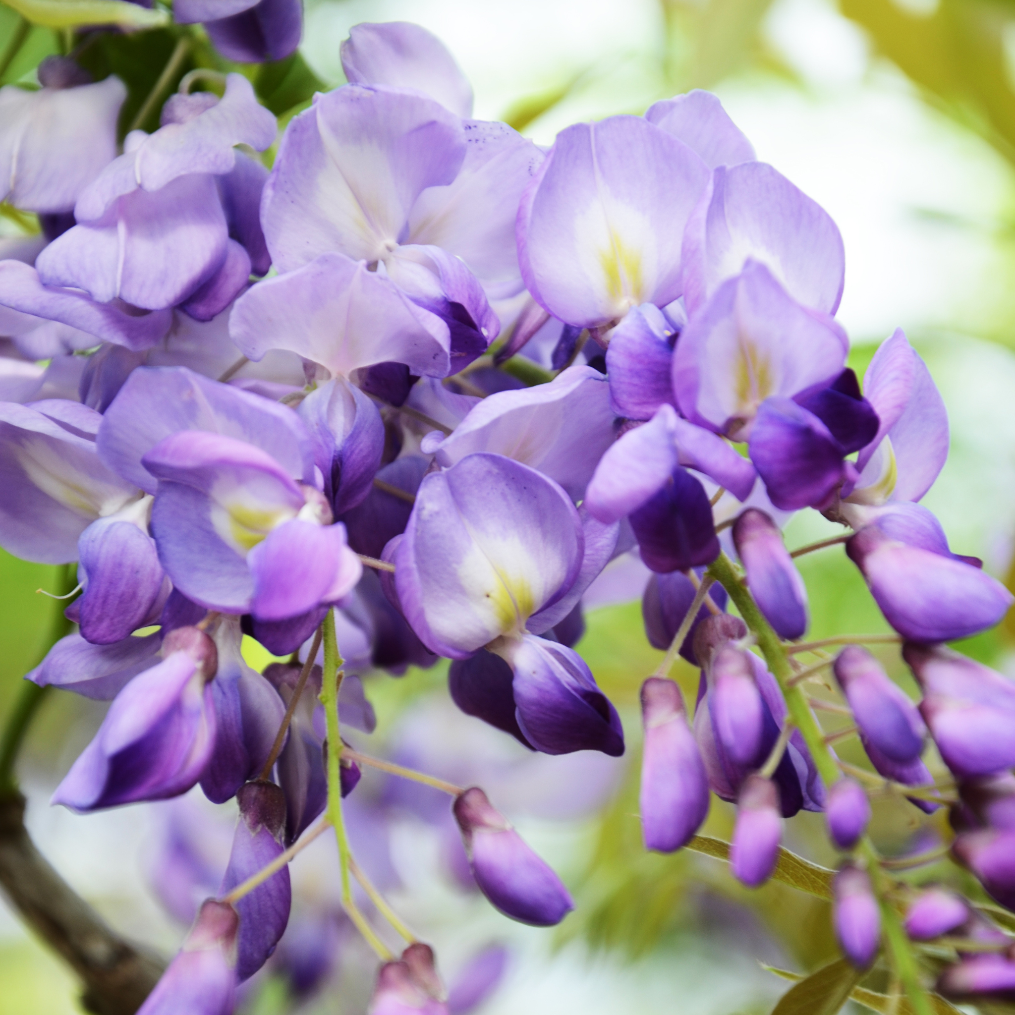 Dettaglio dei fiori lilla del Glicine Wisteria brachybotrys Yokohama Fuji