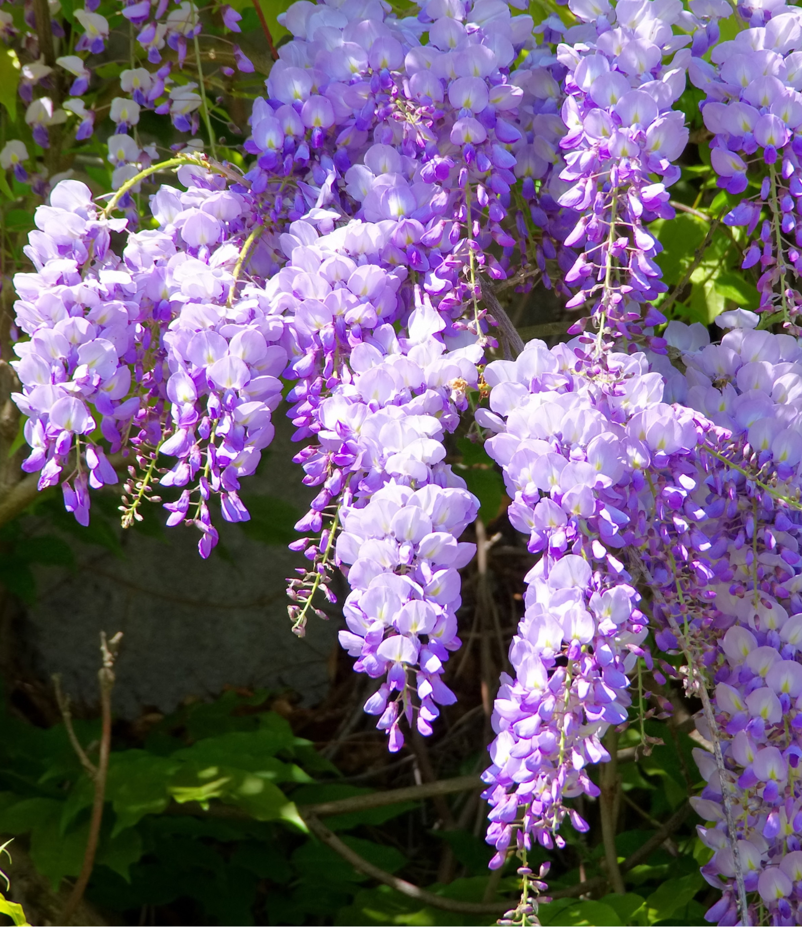 Grappoli pendenti di fiori viola chiaro del Glicine Wisteria brachybotrys Yokohama Fuji