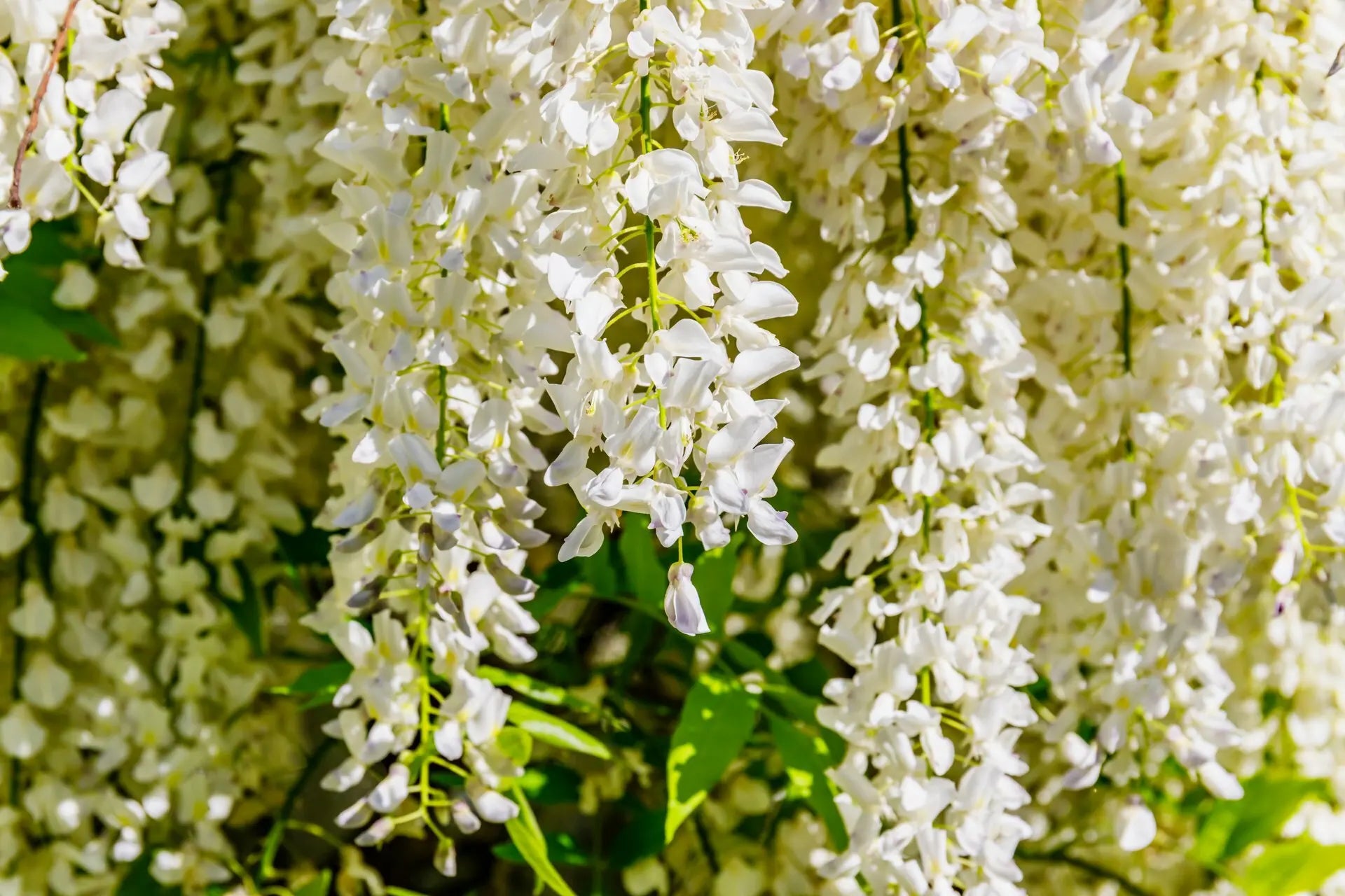 Grappoli pendenti di fiori bianchi del Glicine Wisteria floribunda Kapitan Fuji