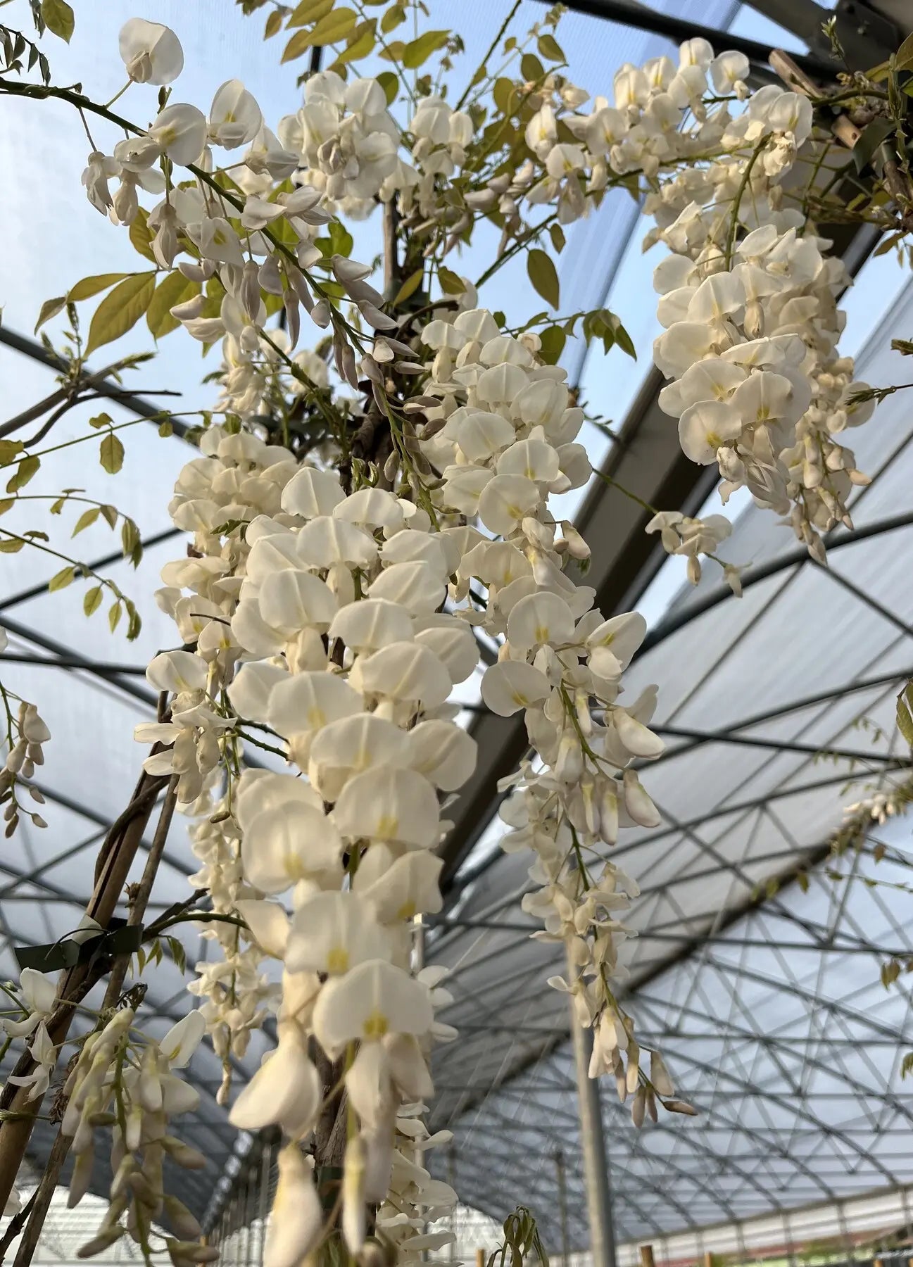 Glicine Wisteria floribunda Kapitan Fuji su supporto rampicante