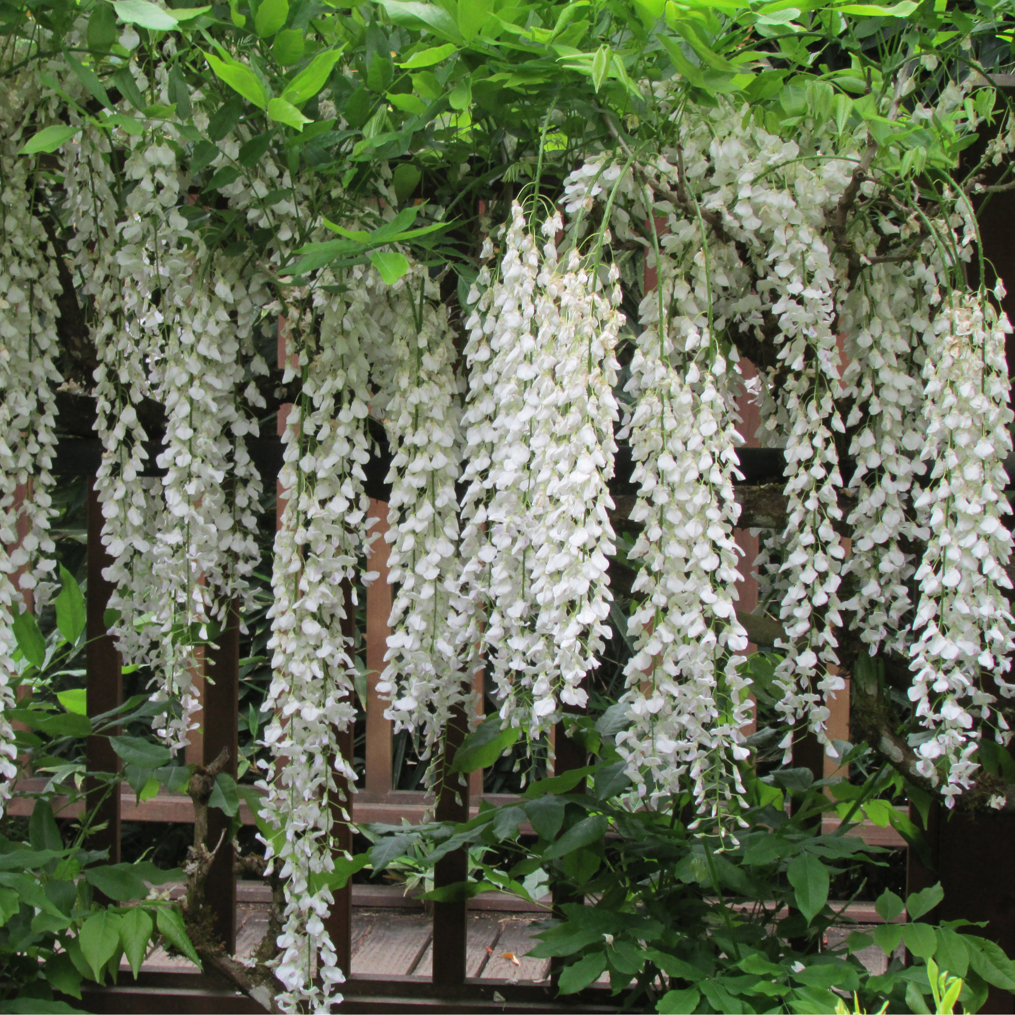 Pergolato ricoperto dal Glicine Wisteria floribunda Longissima Alba con abbondante fioritura bianca