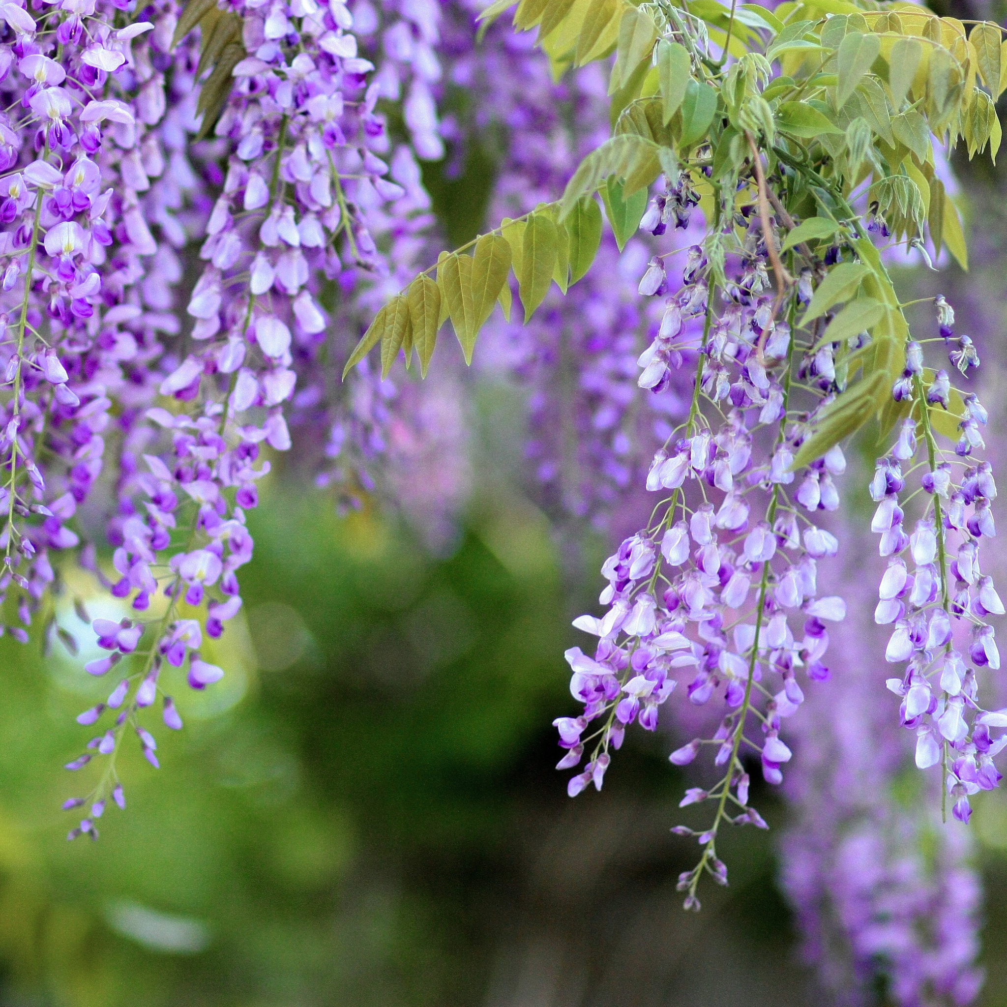 Grappoli di fiori viola del Glicine Wisteria floribunda New Blue Fountain in piena fioritura