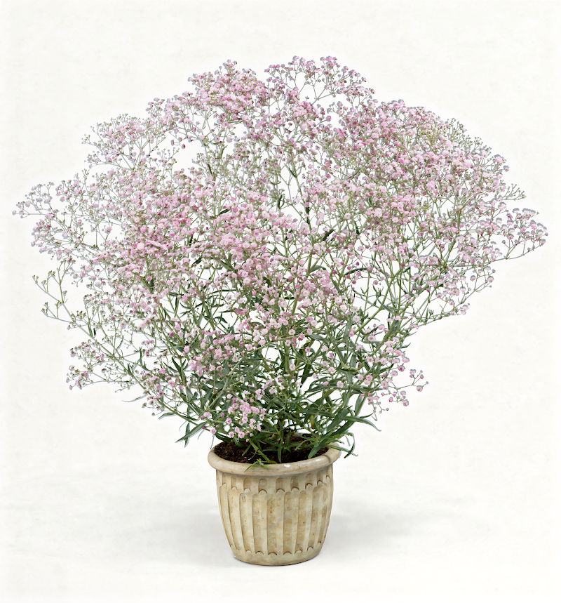 Gypsophila paniculata 'Festival Pink Lady' con fiori rosa in primo piano