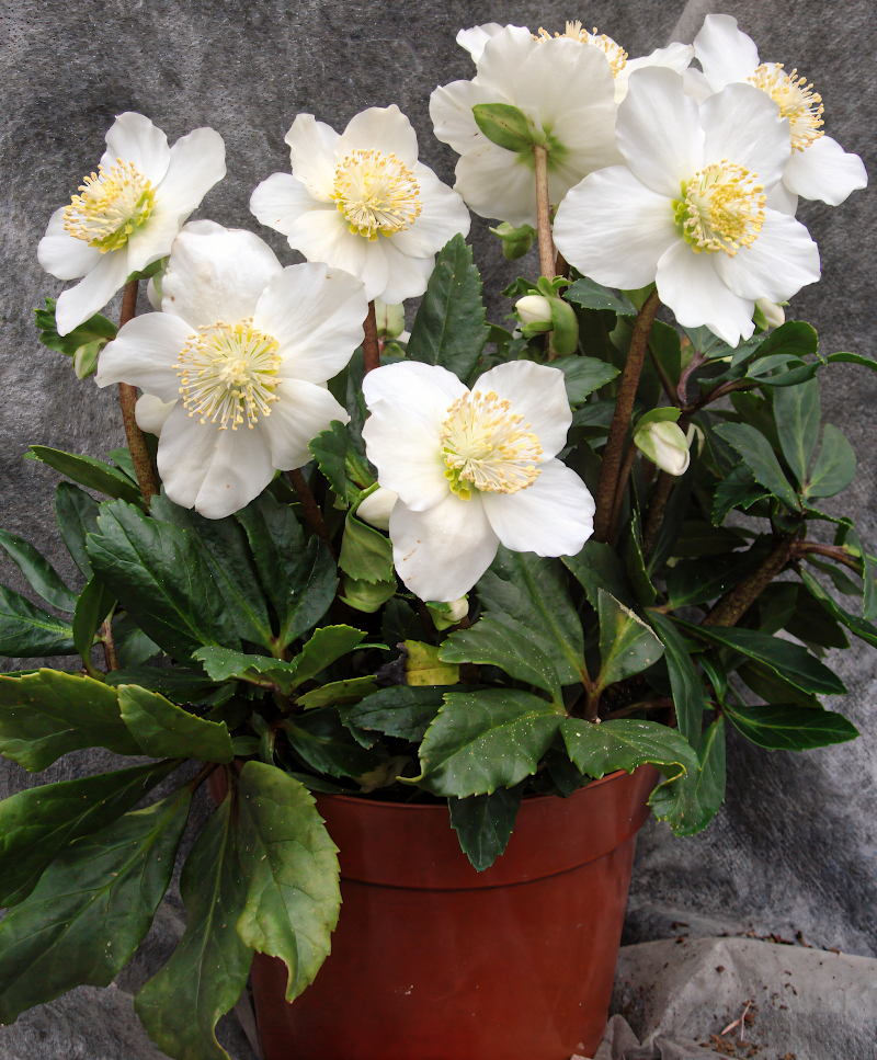 Helleborus niger 'Winterfall', la Rosa di Natale fiorita sotto la neve in un giardino invernale.