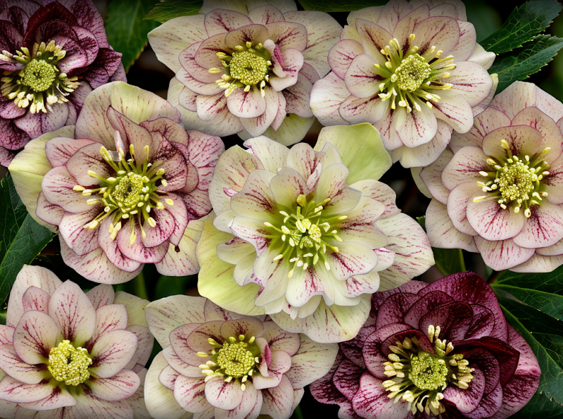 Helleborus orientalis Magic Double Picotee in piena fioritura nel giardino d'inverno