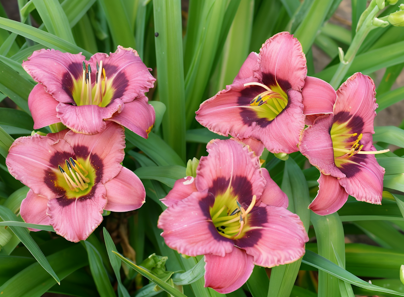 Hemerocallis 'Always Afternoon' in piena fioritura con petali rosa-lavanda e gola giallo-verde.