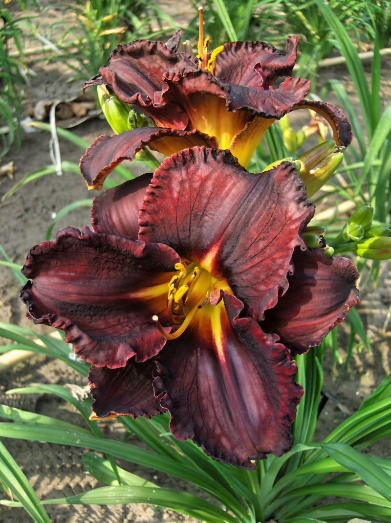 Hemerocallis Black Stockings in piena fioritura, design giardino