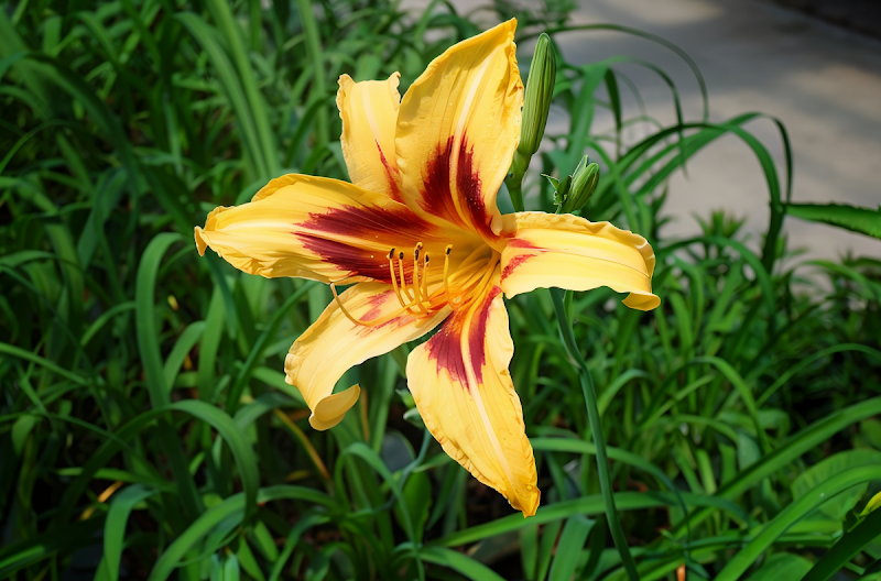 Hemerocallis Bonanza fiore giallo arancio in pieno sole