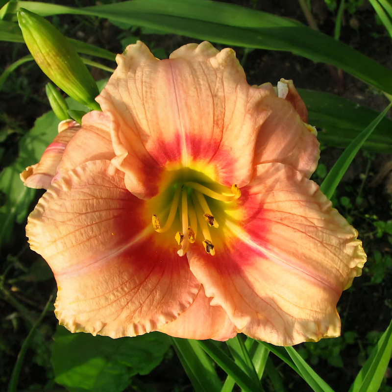 Hemerocallis 'Buffy's Doll' in piena fioritura, un tocco di colore vivace per il tuo giardino.