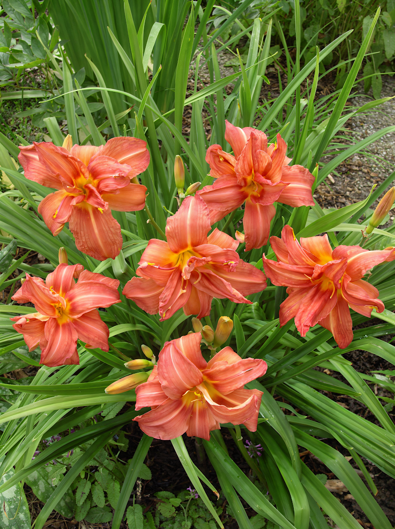 Hemerocallis Double Pompon in piena fioritura, giglio diurno doppio rifiorente