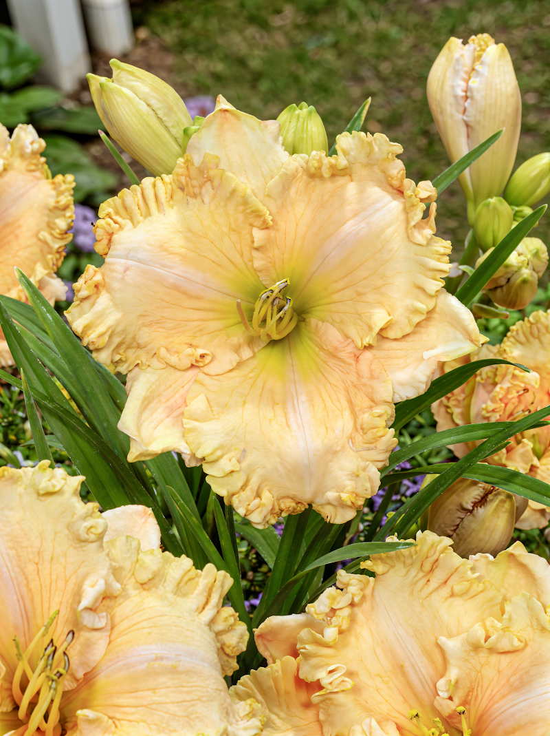 Hemerocallis Enchanted Forest in piena fioritura, fiori lavanda-porpora