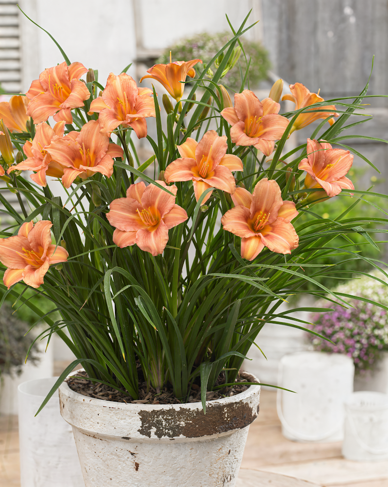 Hemerocallis EveryDaylily Pink Wing in fiore, design giardino moderno