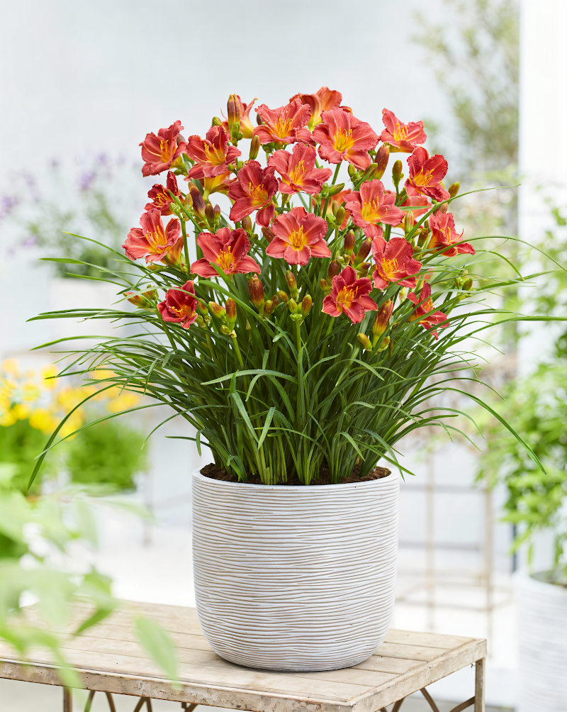 Hemerocallis 'EveryDaylily Red' in piena fioritura, con fiori rossi vivaci in un giardino estivo.