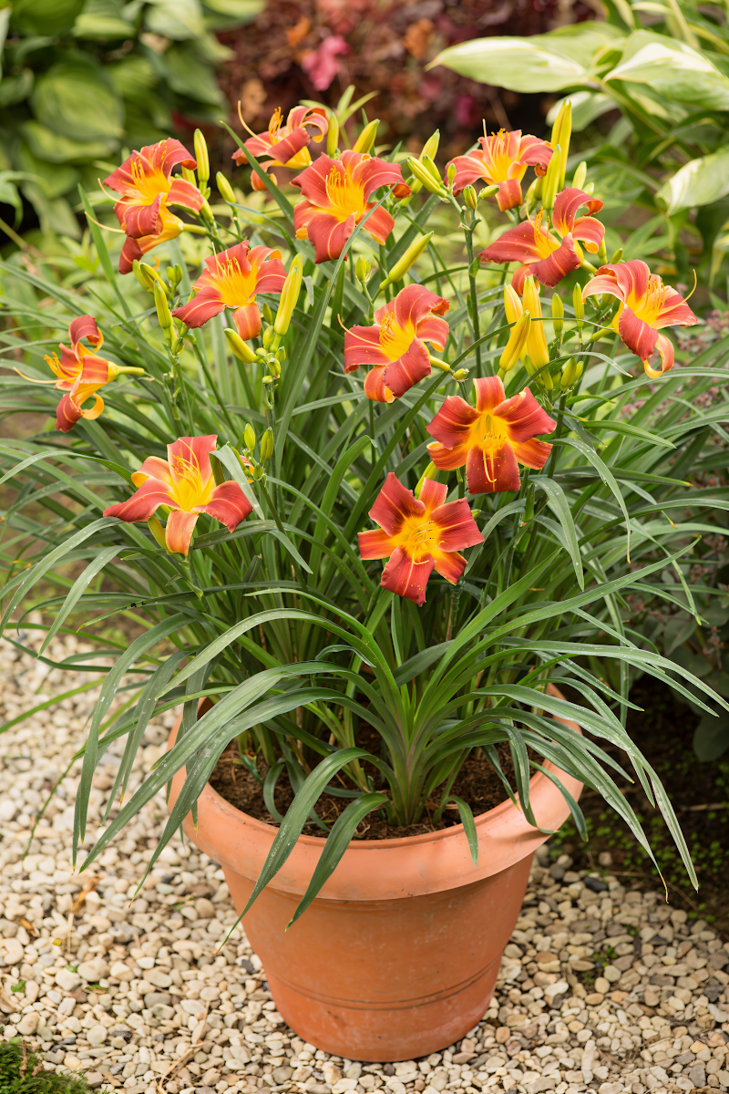 Hemerocallis 'Everydaylily Red Ribs' in piena fioritura, rosso vibrante