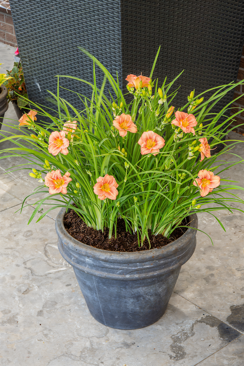 Hemerocallis 'Everydaylily Rose' in piena fioritura in un giardino soleggiato con colori vivaci