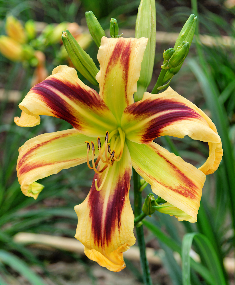 Hemerocallis 'Free Wheelin' in piena fioritura con fiori giallo-arancio a petali lunghi.