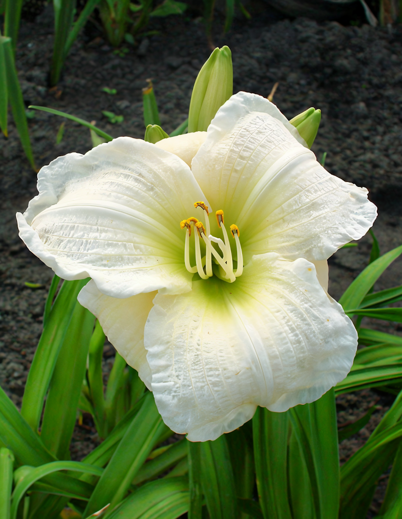 Hemerocallis 'Gentle Shepherd' giglio da giorno bianco puro in giardino