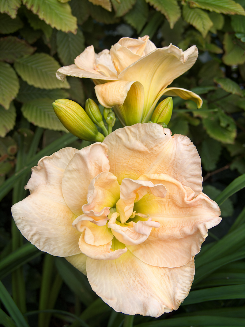 Hemerocallis Jean Swann in piena fioritura, fiori doppi e rifiorenti nel giardino