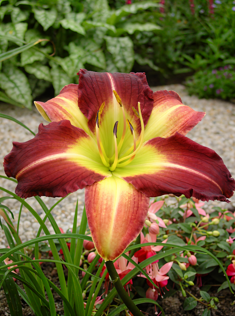 Hemerocallis 'Mike Reed' in piena fioritura con petali rosa pesca e centro giallo