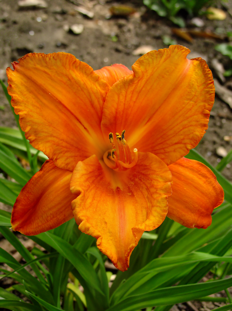 Hemerocallis 'My Reggae Tiger' in piena fioritura con petali bicolore arancio e rosso in un giardino