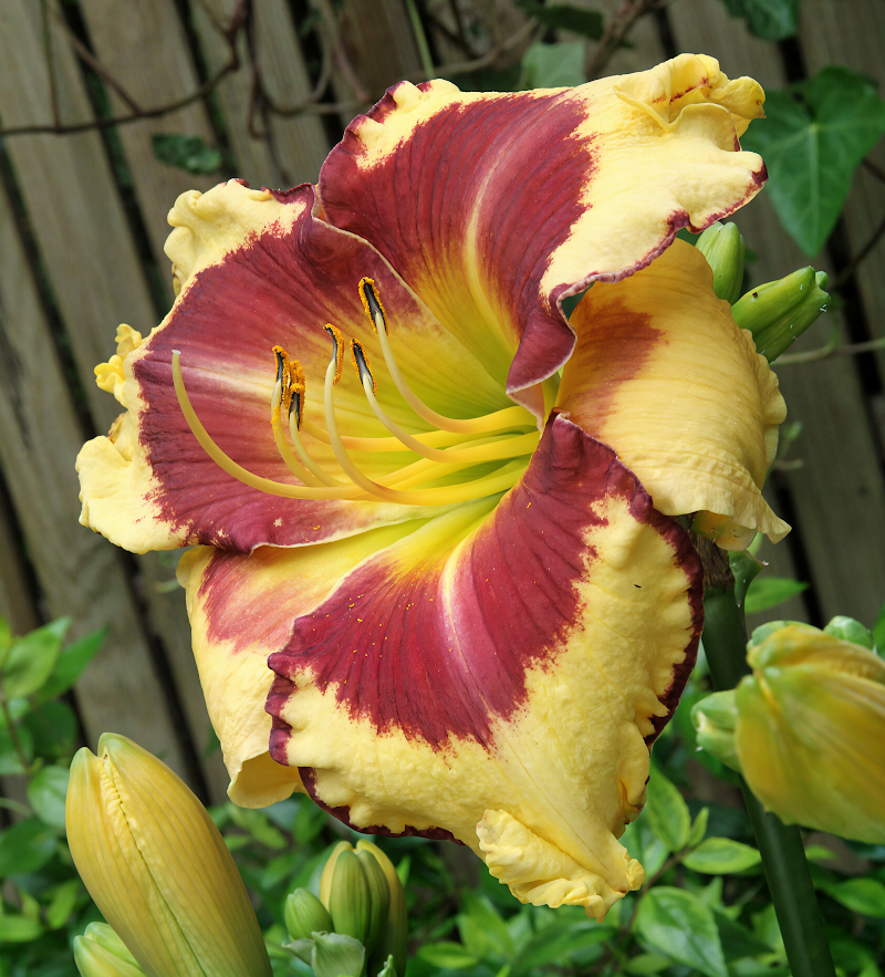 Hemerocallis Punxsutawney Phil fiori gialli brillanti in primo piano