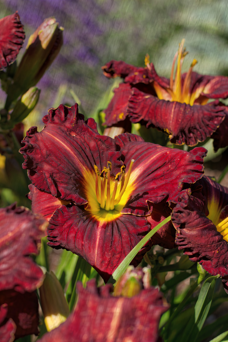 Hemerocallis Purplelicious in piena fioritura, vibrantemente viola in un giardino soleggiato.