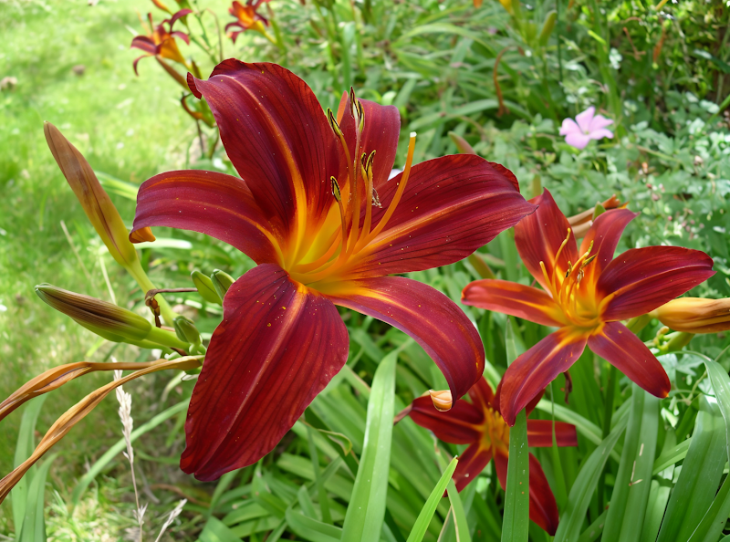 Hemerocallis Sammy Russell in piena fioritura con fiori rossi scarlatti in un giardino soleggiato.