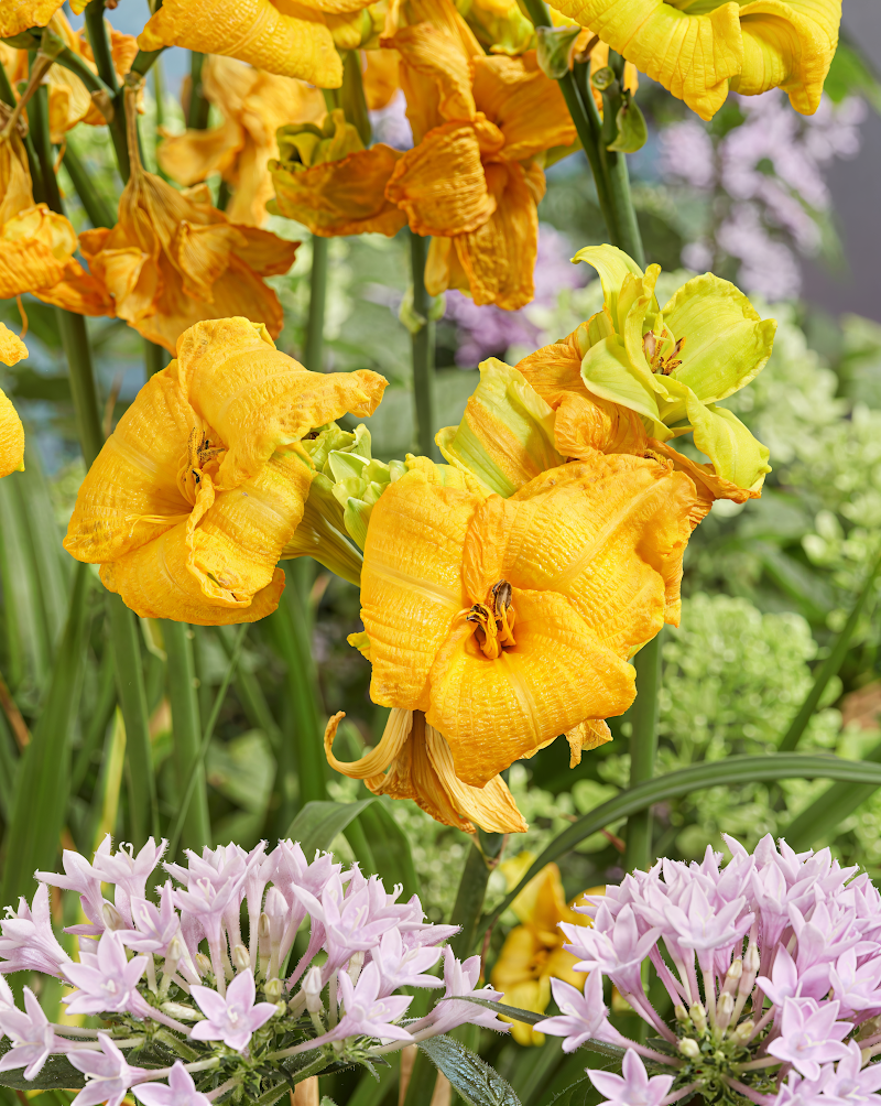 Hemerocallis 'See You Tomorrow' in piena fioritura con petali rosa chiaro e occhio giallo-verde