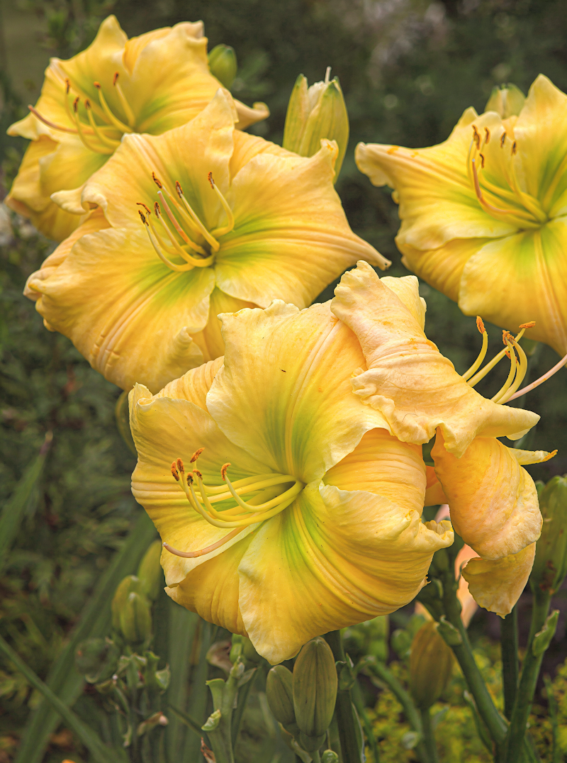 Hemerocallis 'Tequila and Lime' in piena fioritura, colori giallo lime in giardino