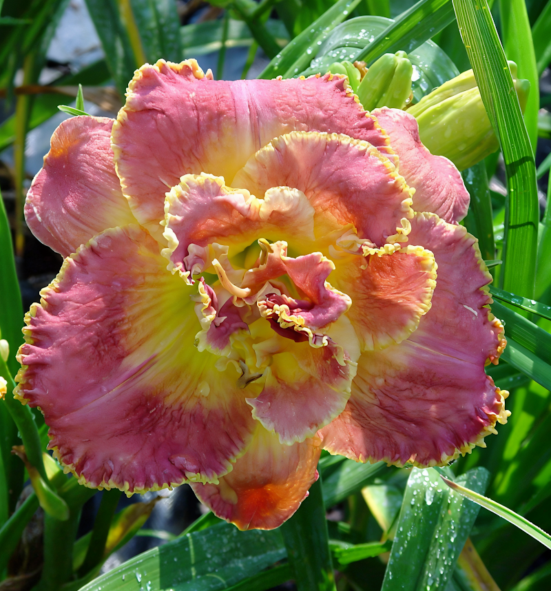 Hemerocallis 'Unlock The Stars' fiori doppi e rifiorenti in un'aiuola soleggiata