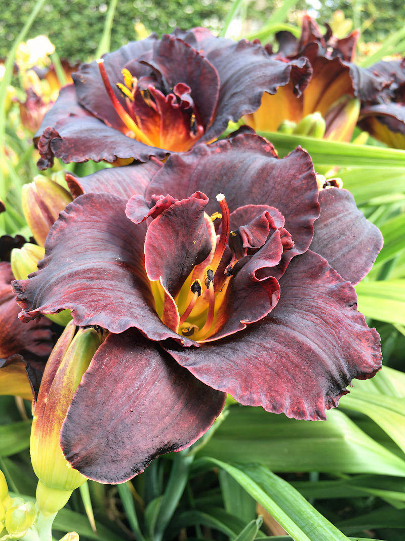 Hemerocallis 'Voodoo Dancer' in piena fioritura con petali doppi rosa intenso e gola aranciata