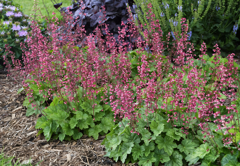 Heuchera Berry Timeless con foglie porpora e fiori rosa pallido in aiuola