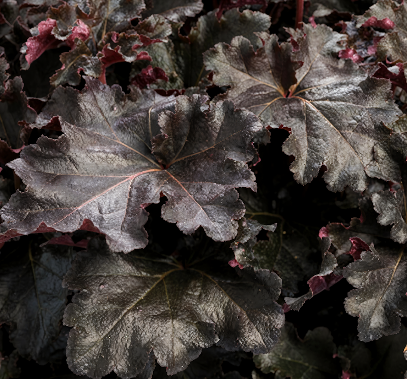 Heuchera Black Pearl, fogliame scuro e brillante in primo piano
