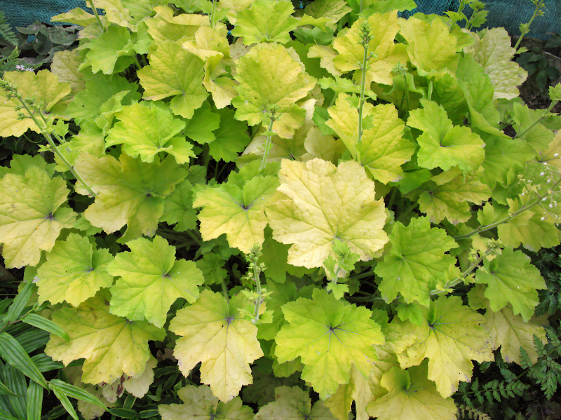 Heuchera 'Citronelle' in giardino ombreggiato, fogliame giallo-verde vibrante